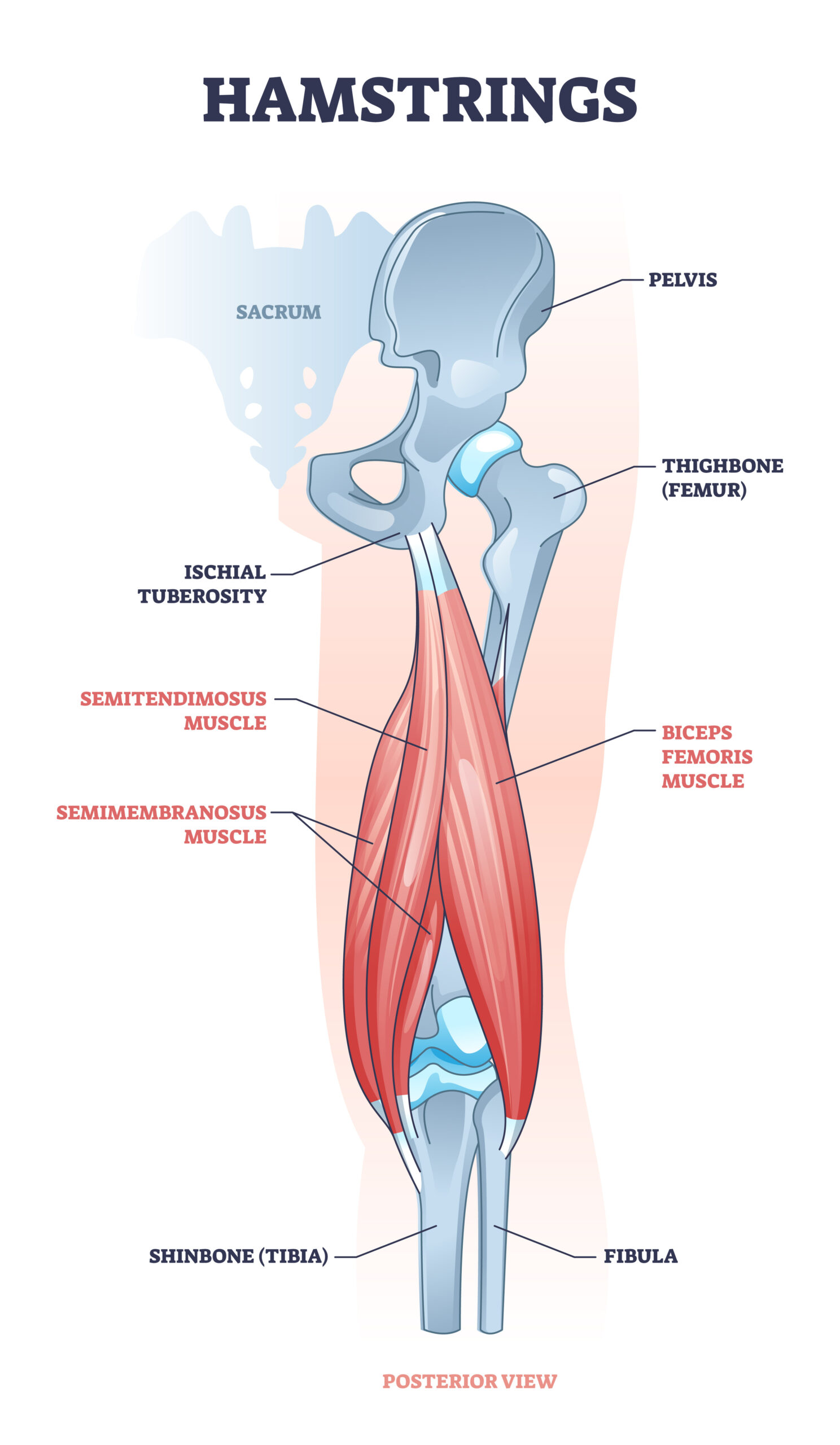 Hamstring posterior muscle anatomy with bones and ligaments outline diagram. Labeled educational scheme with leg body part from medical view vector illustration. Semimembranosus and semitendimosus.